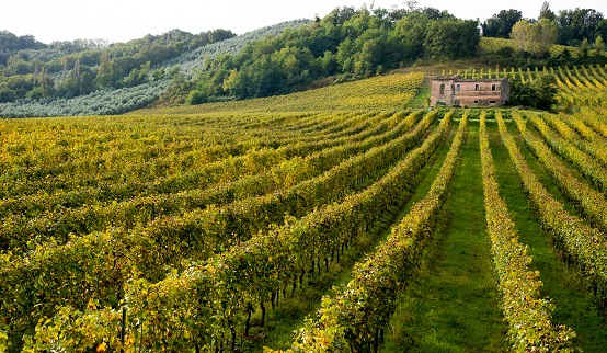 0Sartarelli - Passito Vineyard